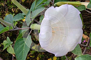 Datura AngelÃ¢â¬â¢s Trumpet is growing in garden. White flowers in with blurred effect background. photo